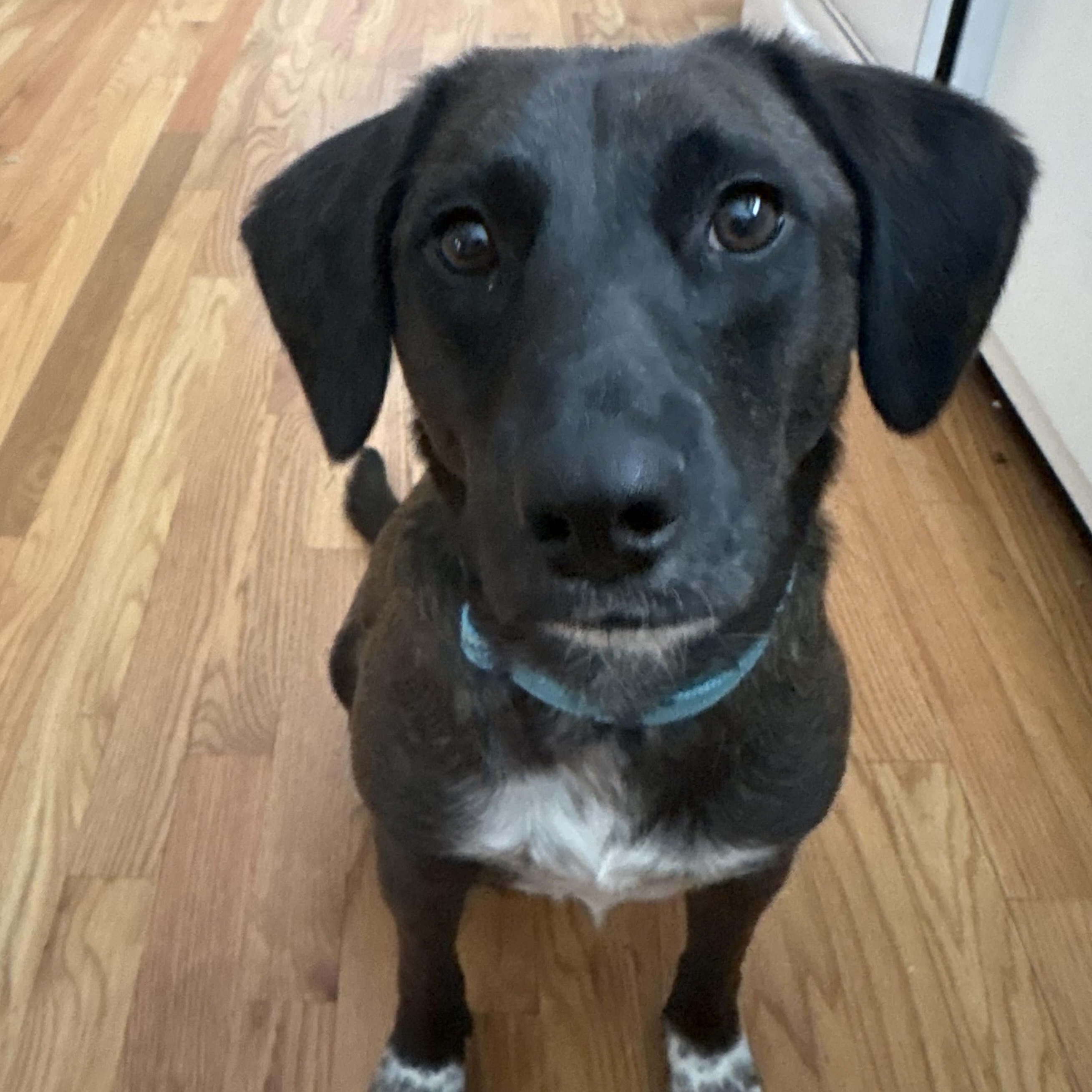Enlarge Cowboy, an adopted mixed breed in Meriden, CT image 2/4