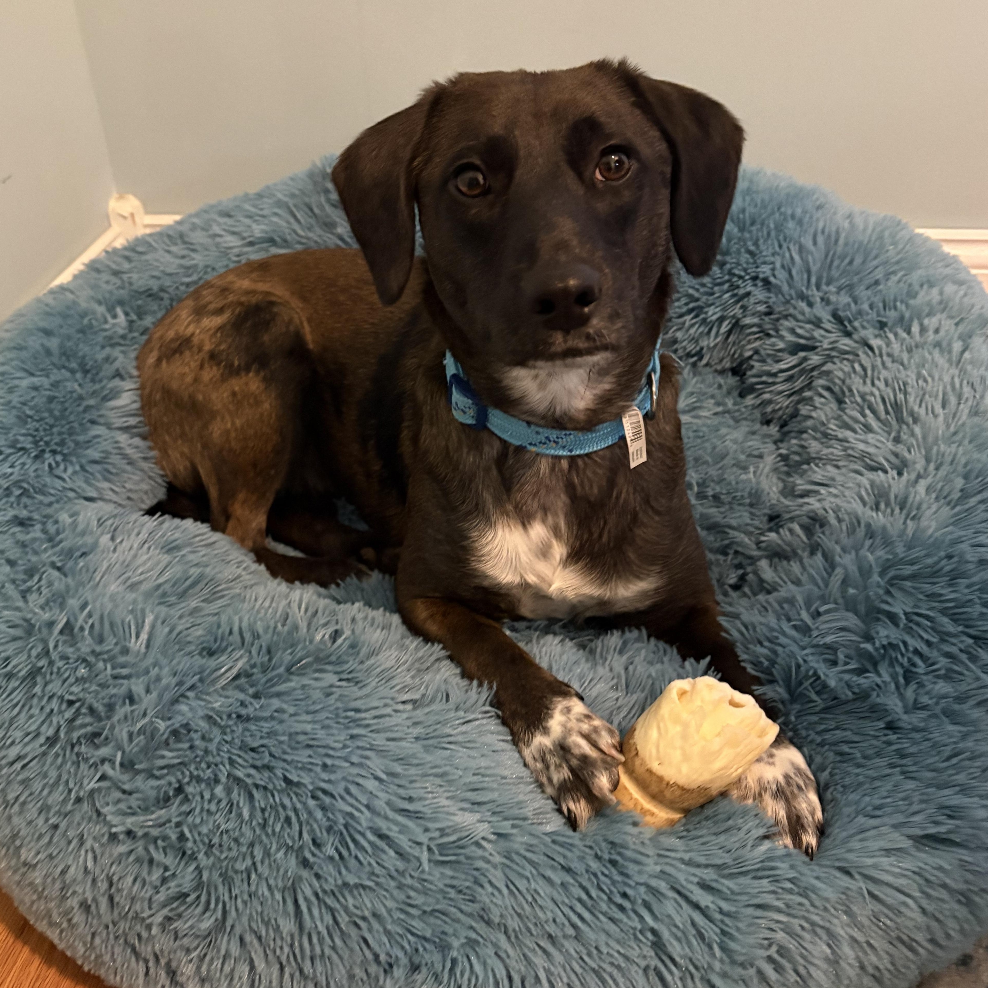 Enlarge Cowboy, an adopted mixed breed in Meriden, CT image 3/4
