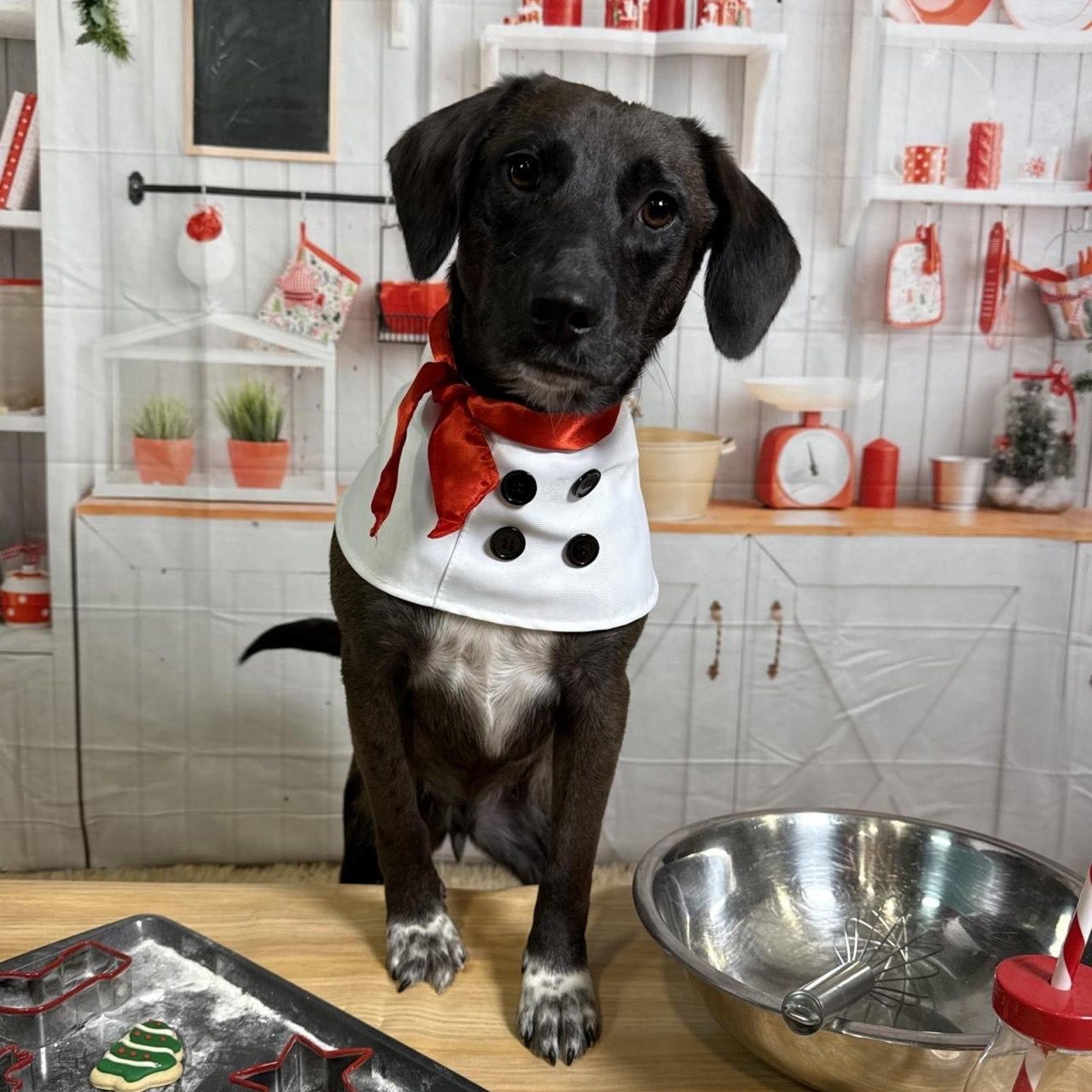Enlarge Cowboy, an adopted mixed breed in Meriden, CT image 1/4