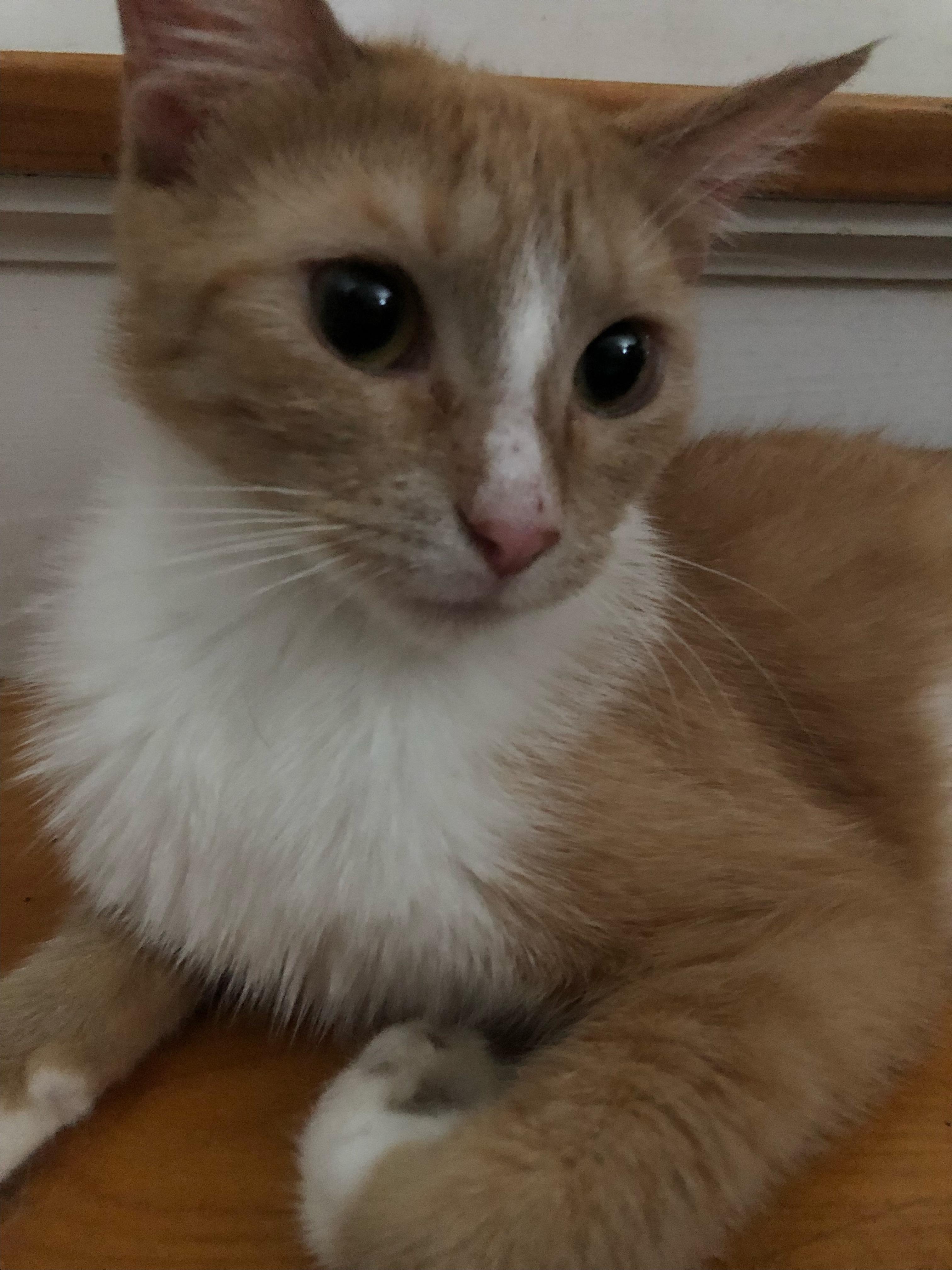 Fluffers, a Adoptable mixed breed in Mound, MN image 2/4