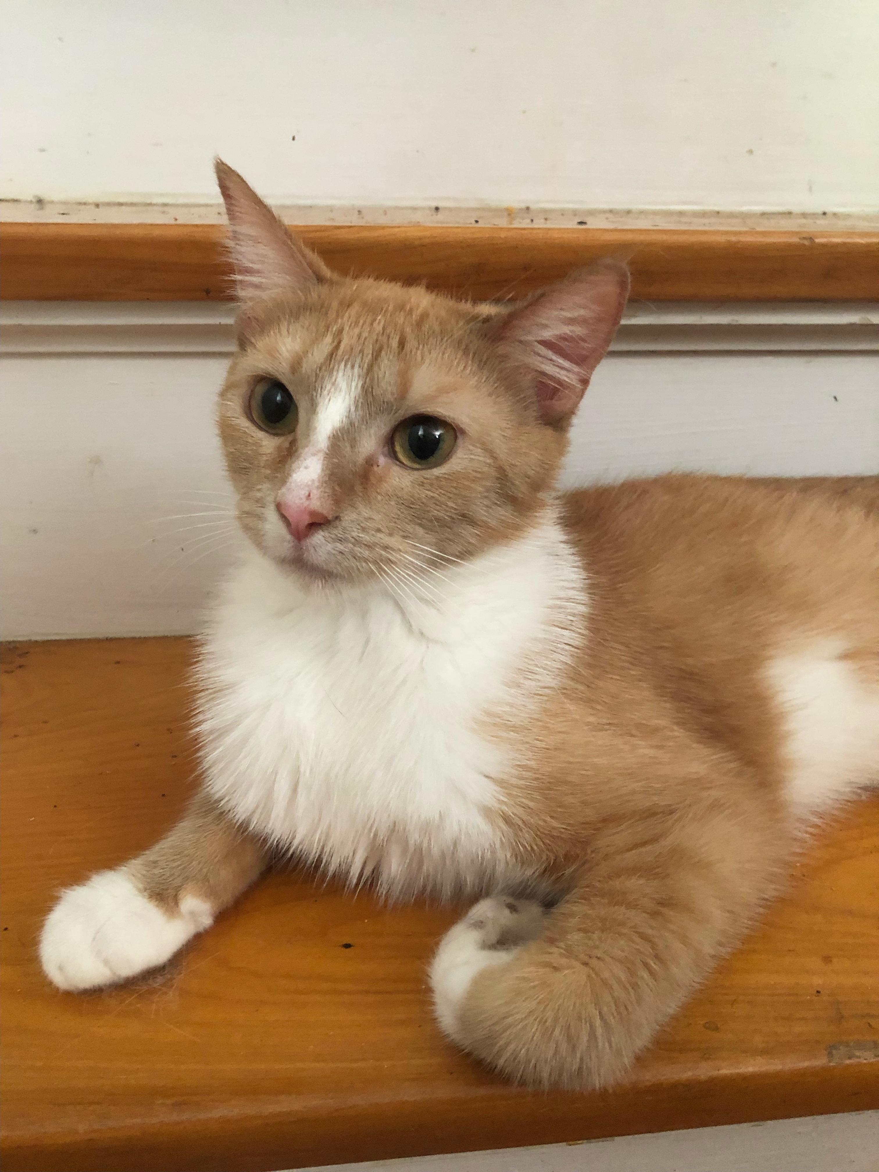Fluffers, Adoptable, Young Female Domestic Short Hair & Maine Coon.