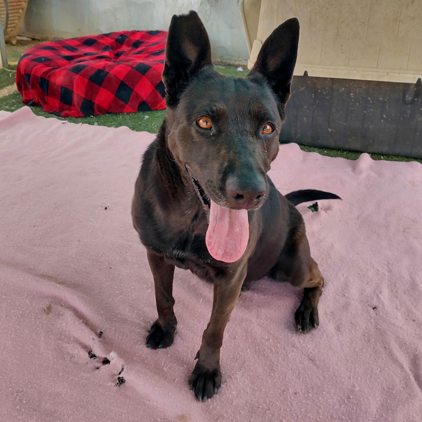 Lindsey -, Adoptable, Adult Female Labrador Retriever & Shepherd.