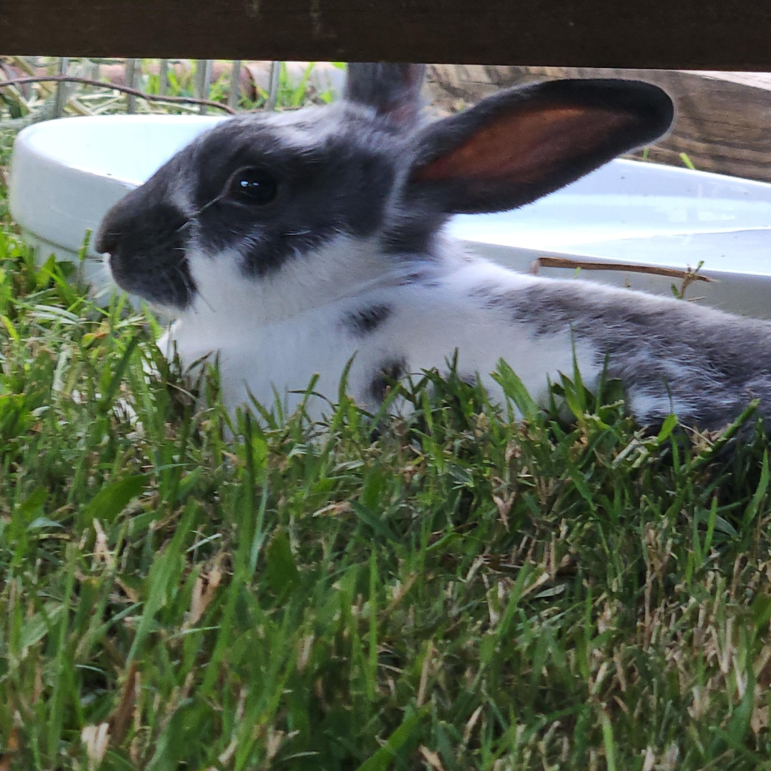 Enlarge Harley, a Adoptable mixed breed in FOLEY, AL image 2/2