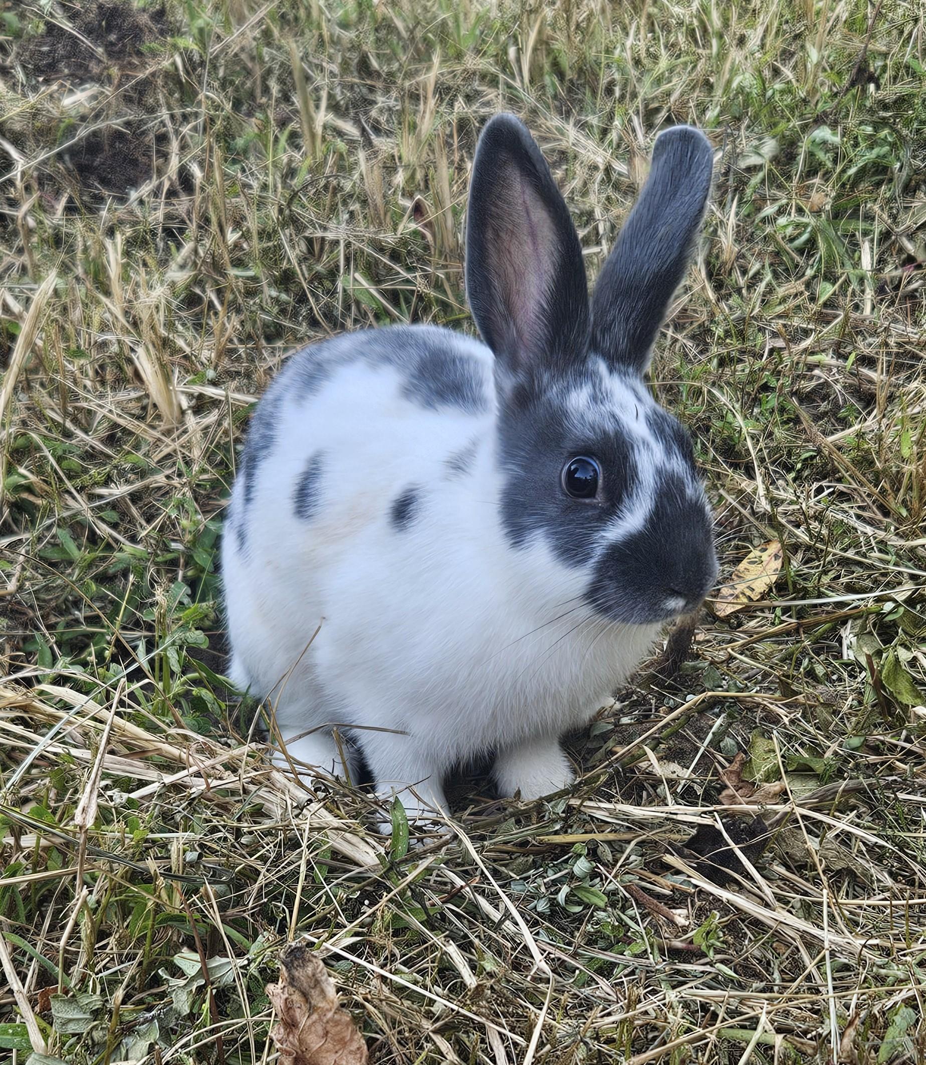 Harley, Adoptable, Young Female Rex & Bunny Rabbit.