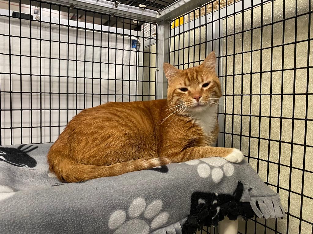Jeremiah, Adoptable, Adult Male Domestic Short Hair.
