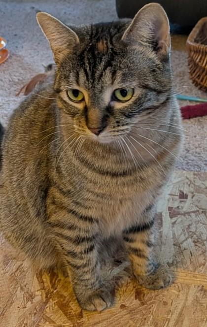 Enlarge Red Dot, a Adoptable mixed breed in Cecil, WI image 1/1