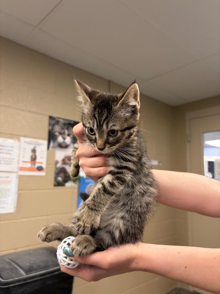 Berry, Adopted, Kitten Female Domestic Short Hair.