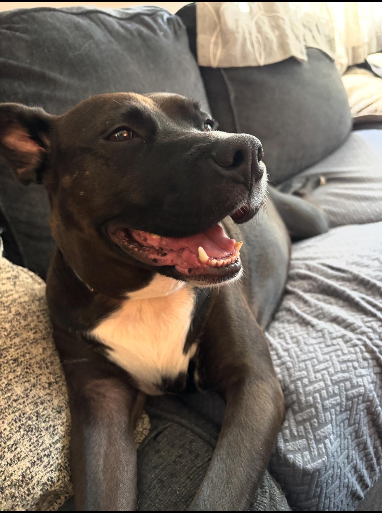 Enlarge Keith, a Adoptable Mixed Breed in Farmingdale, NJ image 2/6