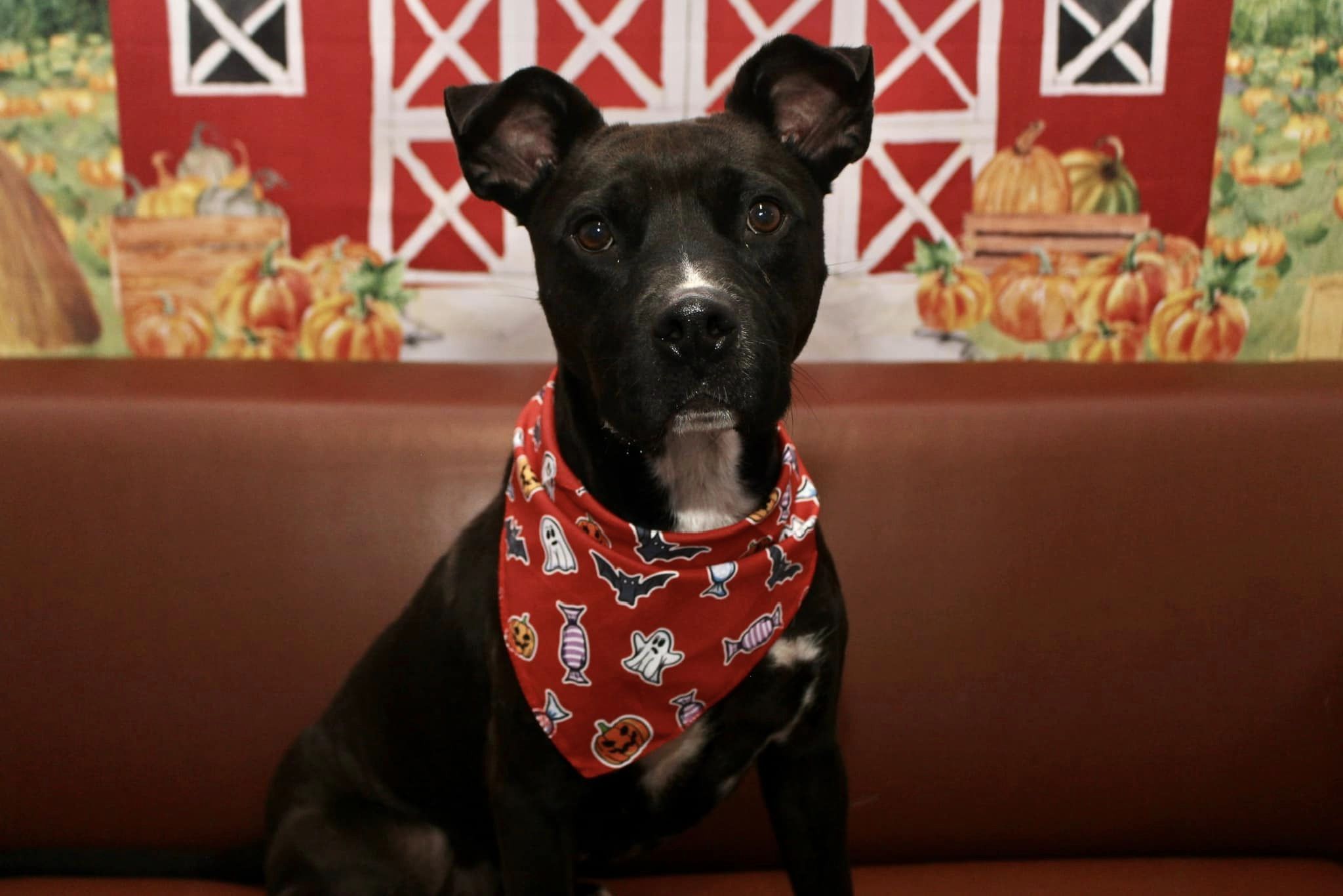 Enlarge Keith, a Adoptable Mixed Breed in Farmingdale, NJ image 1/6