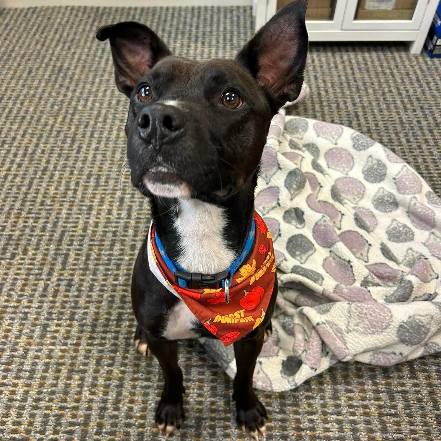 Keith, Adoptable, Young Male Mixed Breed.