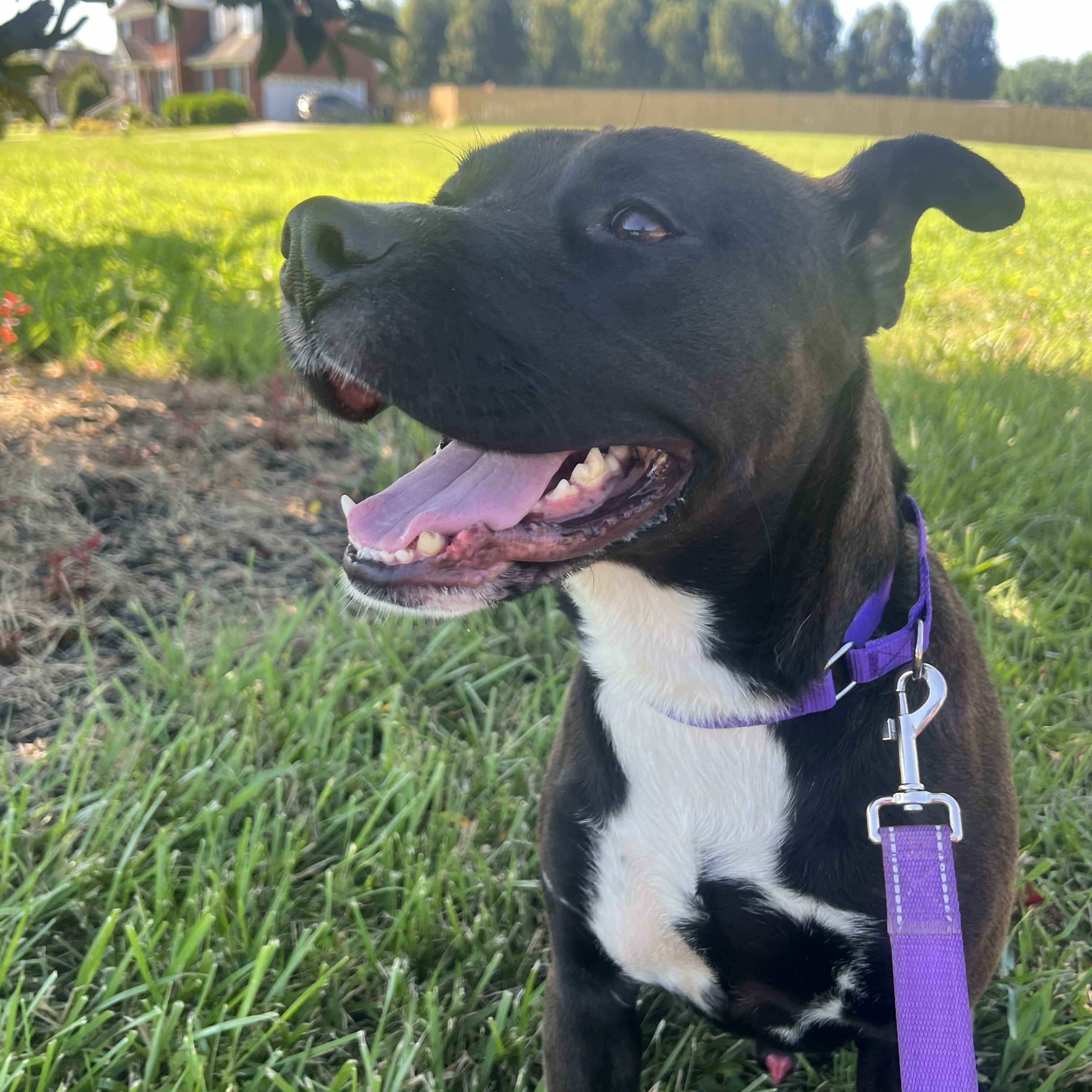 Enlarge Keith, a Adoptable Mixed Breed in Farmingdale, NJ image 5/6