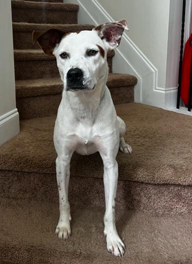 Piston *FOSTER NEEDED TOO!, Adoptable, Young Male Pointer & Hound.