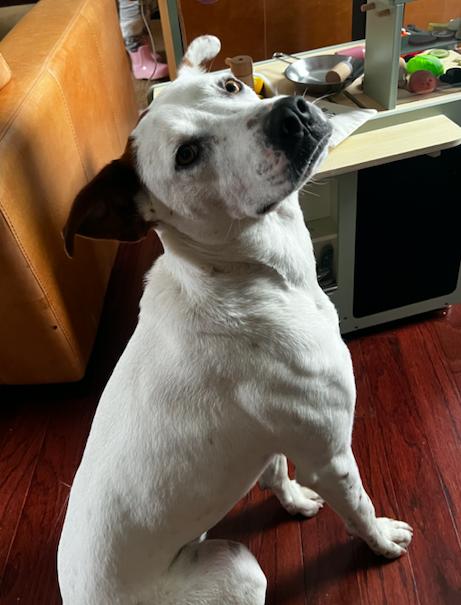 Enlarge Piston *FOSTER NEEDED TOO!, a Adoptable mixed breed in Decatur, GA image 2/3