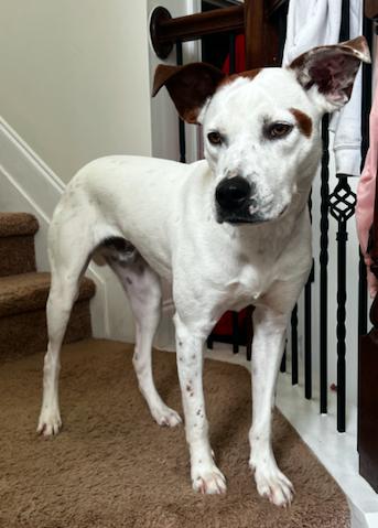 Enlarge Piston *FOSTER NEEDED TOO!, a Adoptable mixed breed in Decatur, GA image 3/3