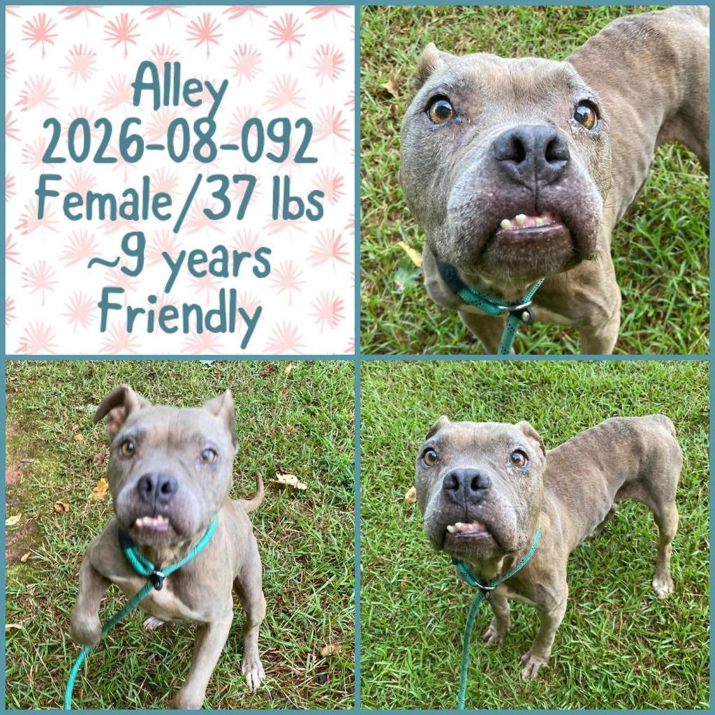 2026-08-092 *Alley*, Adoptable, Senior Female Pit Bull Terrier.