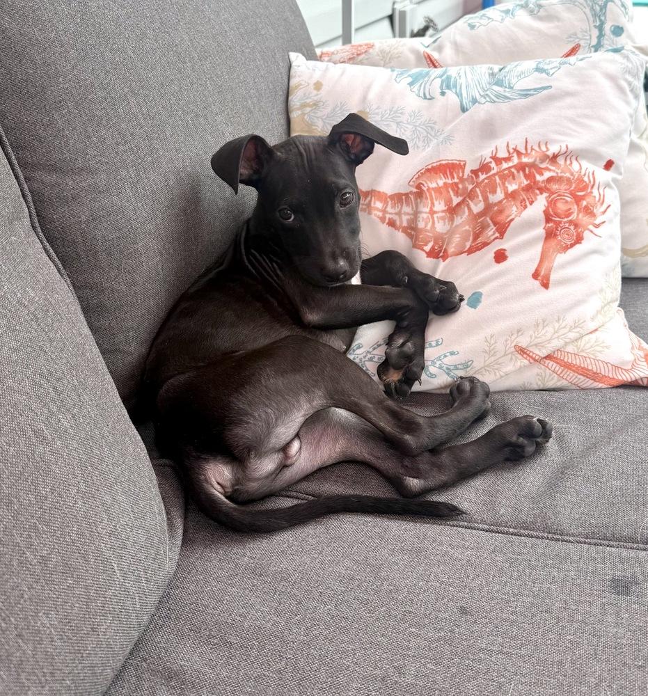 Marshall, Adoptable, Puppy Male Pit Bull Terrier & Hound.