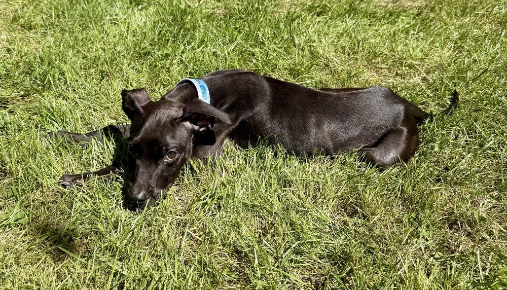 Enlarge Marshall, a Adoptable mixed breed in Greenlawn, NY image 4/6