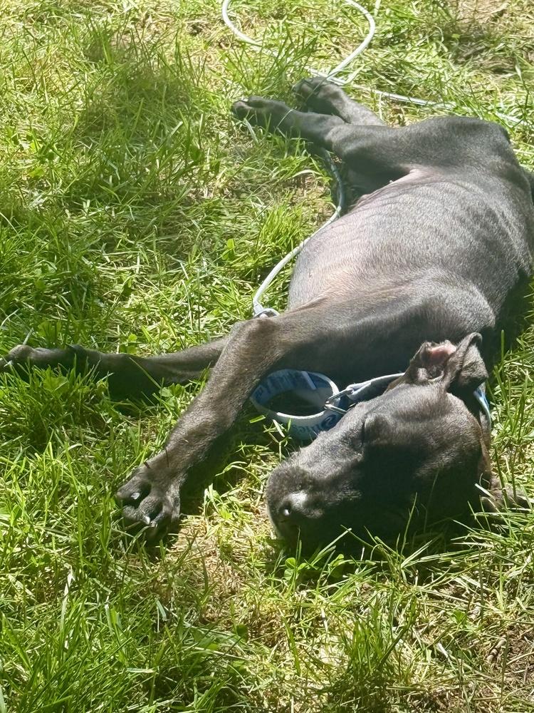 Enlarge Marshall, a Adoptable mixed breed in Greenlawn, NY image 5/6