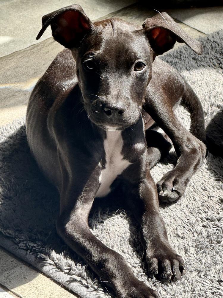 Enlarge Marshall, a Adoptable mixed breed in Greenlawn, NY image 6/6