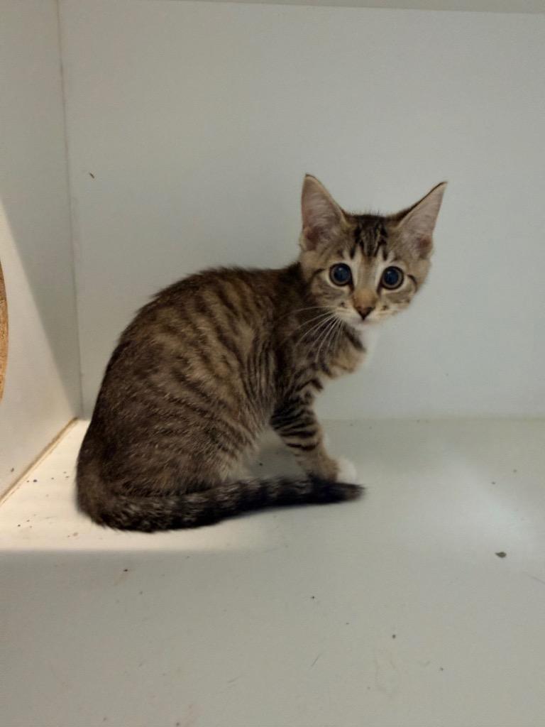 Mira, Adoptable, Kitten Female Domestic Short Hair.