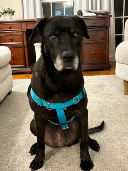 Ivy Grace, a Adoptable mixed breed in Savannah, GA image 1/2