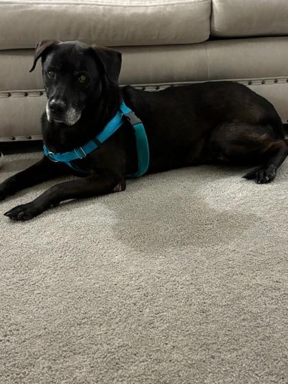 Ivy Grace, a Adoptable mixed breed in Savannah, GA image 2/2