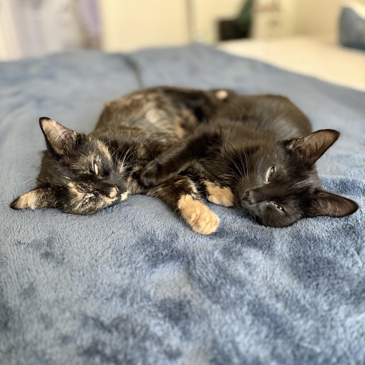 Gretchen and Cady, Adoptable, Kitten Female Domestic Short Hair.