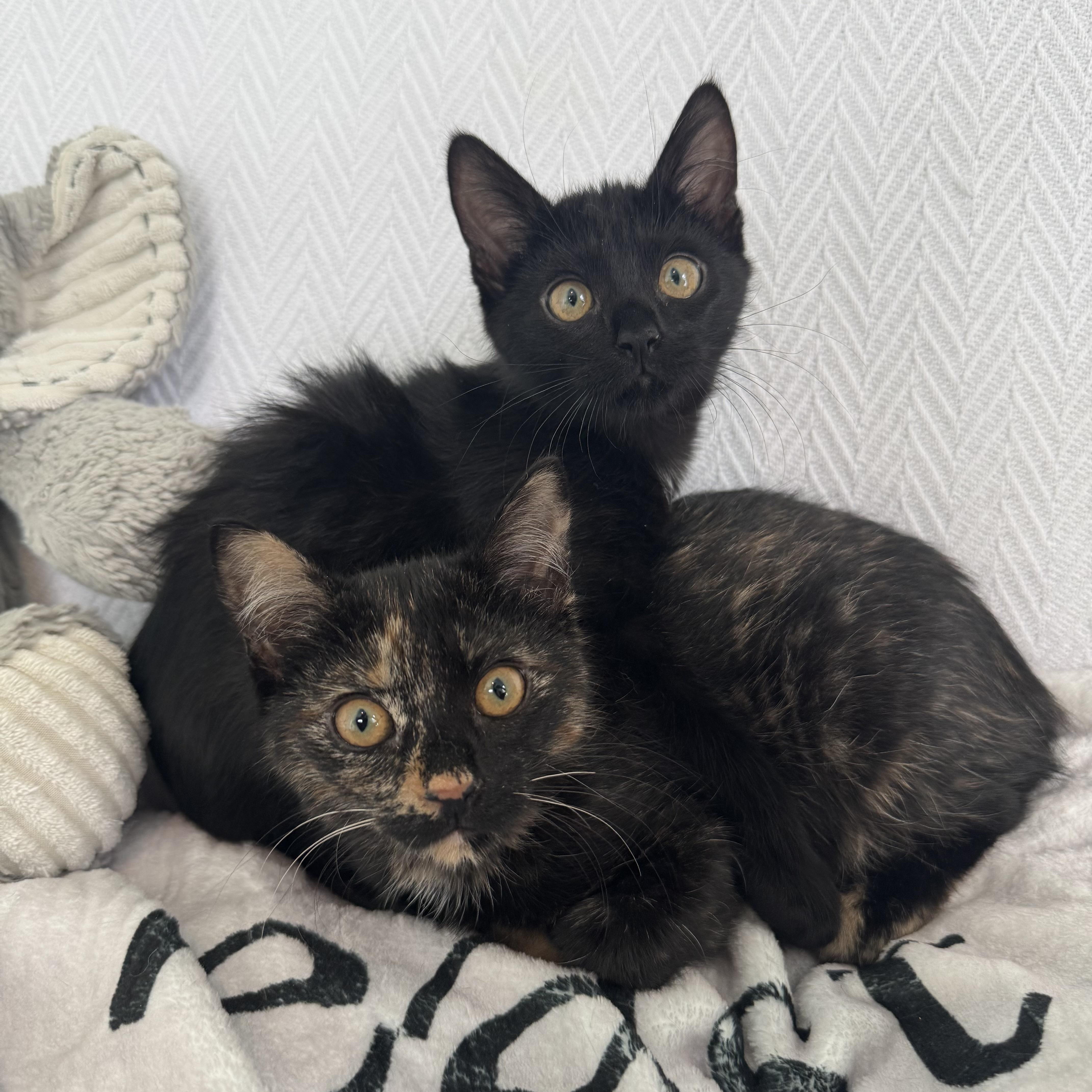 Gretchen and Cady, a Adoptable Domestic Short Hair in Denver, CO image 1/6
