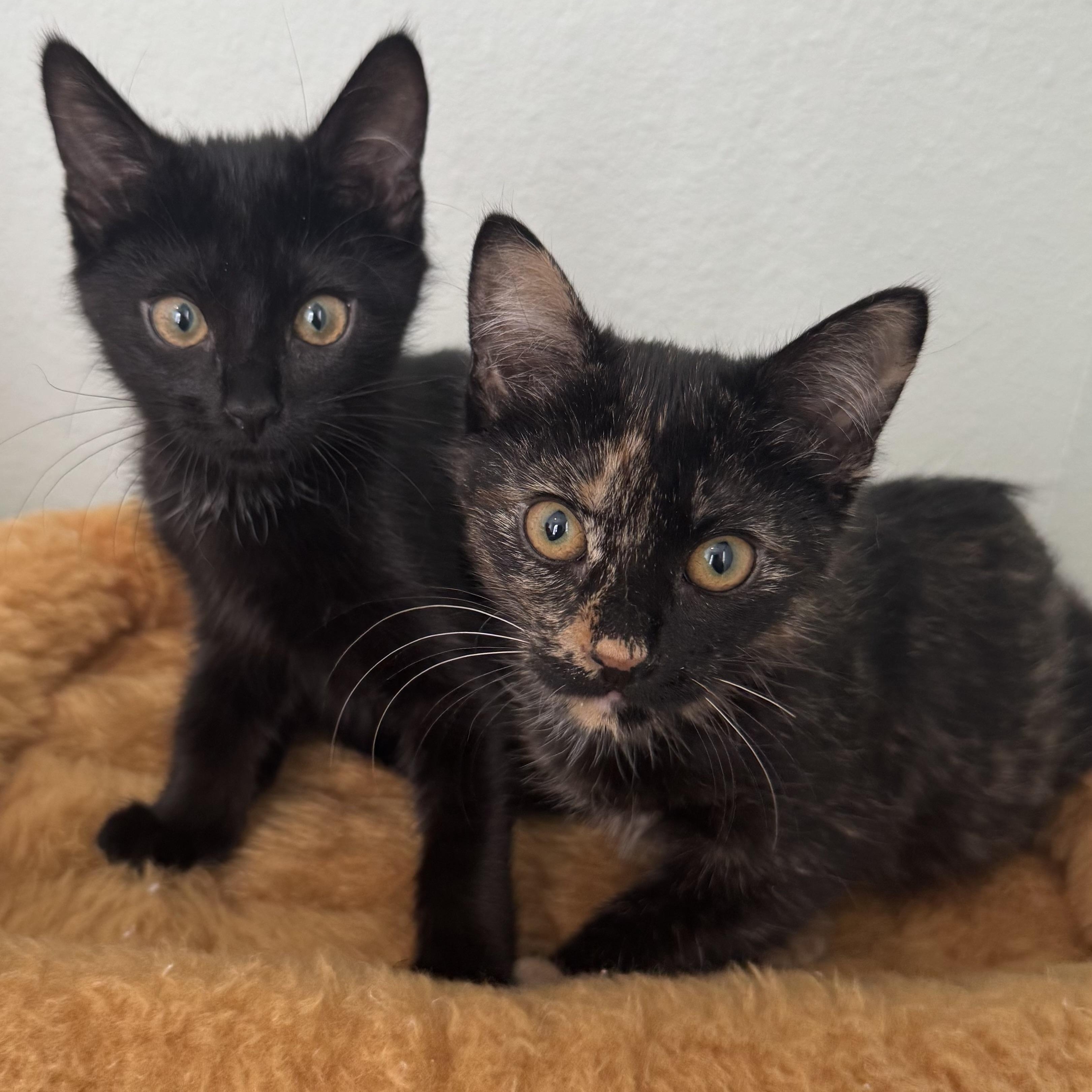 Gretchen and Cady, a Adoptable Domestic Short Hair in Denver, CO image 2/6