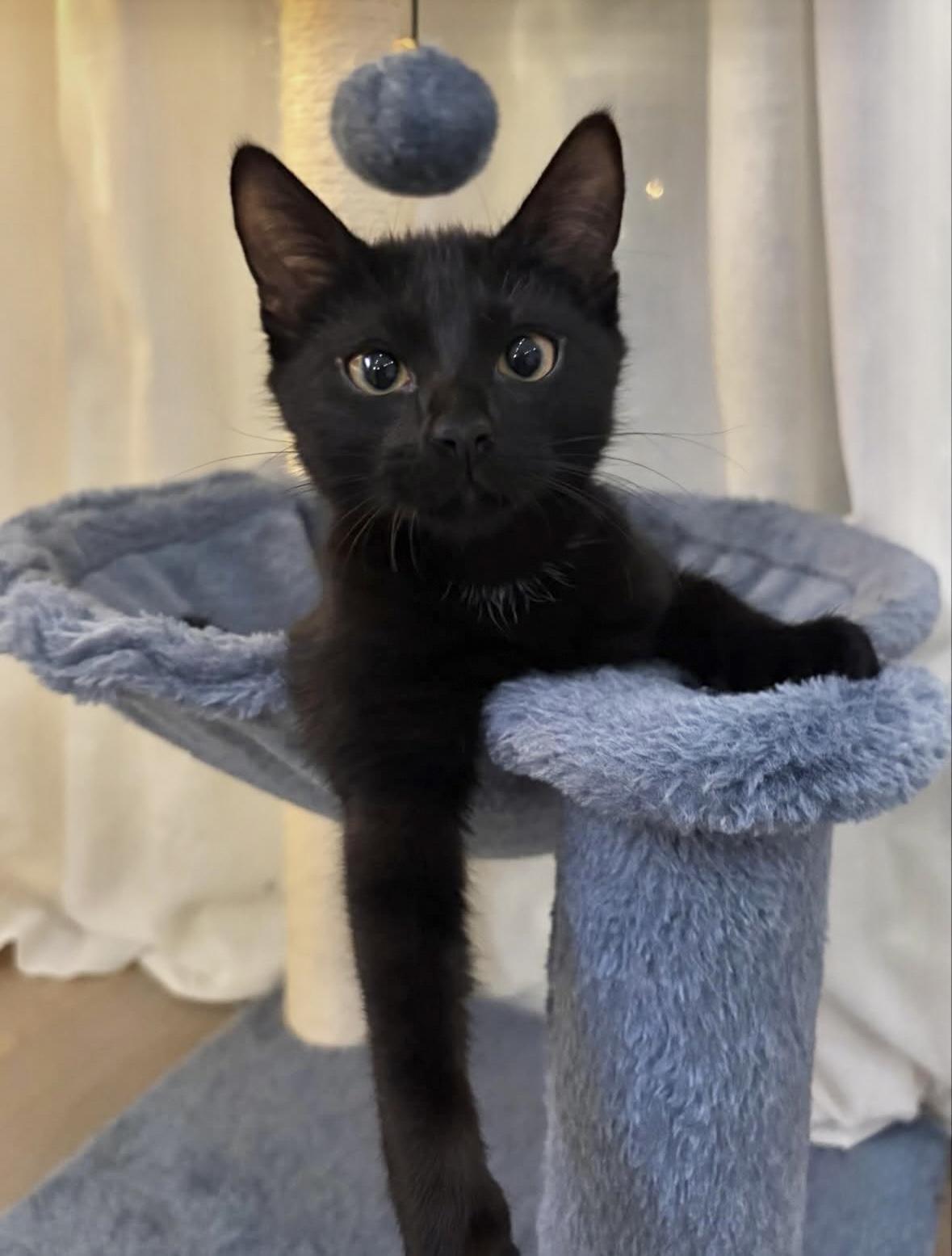 Enlarge Gretchen and Cady, a Adoptable Domestic Short Hair in Denver, CO image 3/6