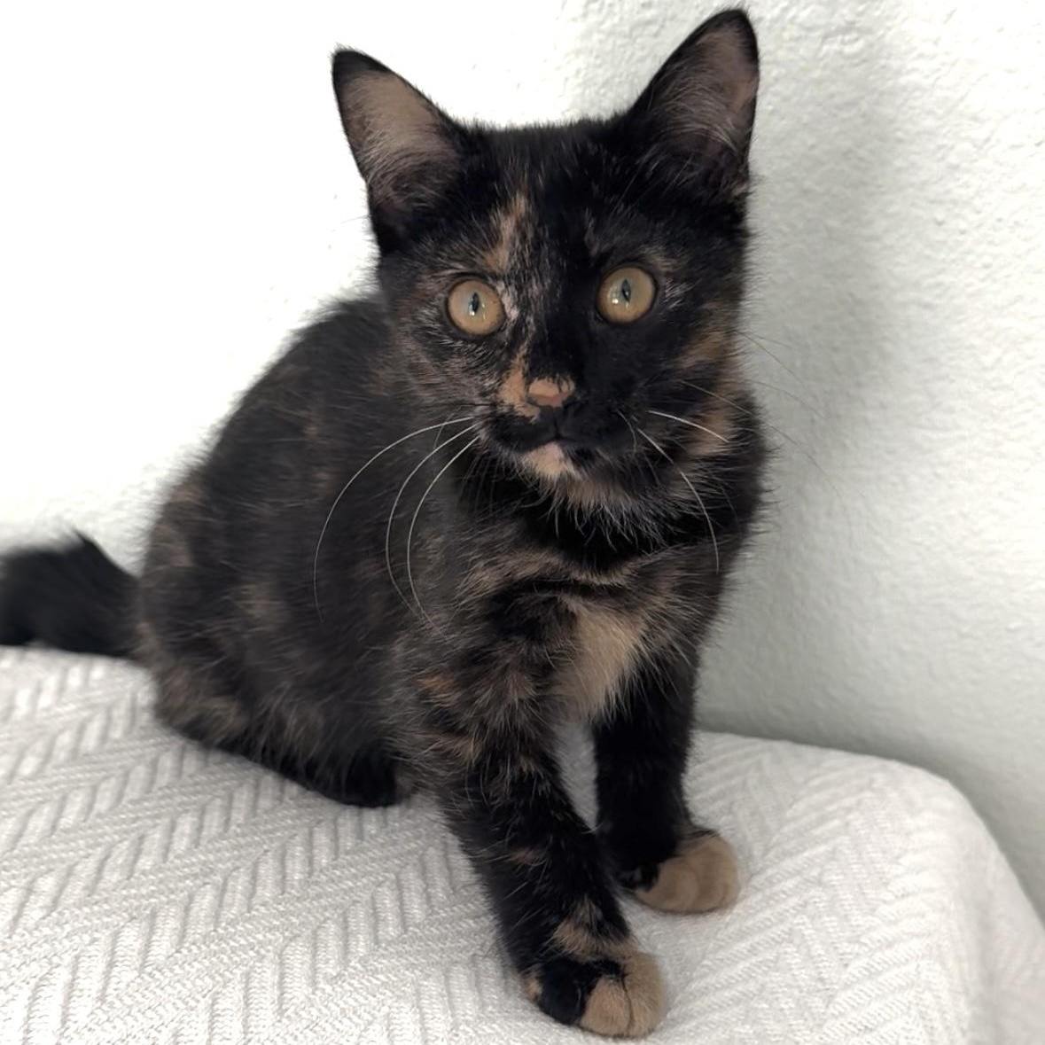 Gretchen and Cady, a Adoptable Domestic Short Hair in Denver, CO image 3/6