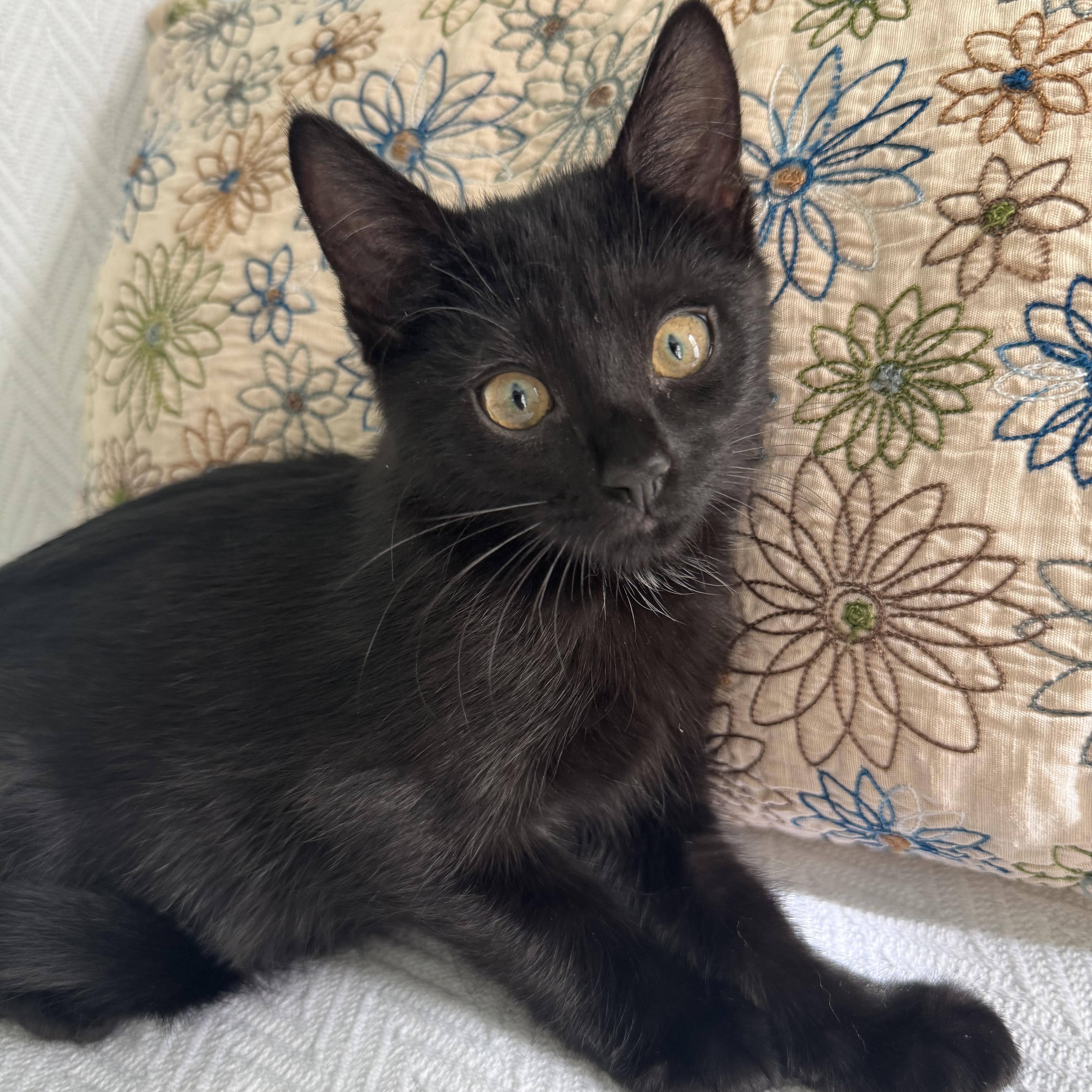 Gretchen and Cady, a Adoptable Domestic Short Hair in Denver, CO image 4/6