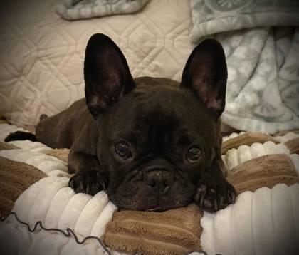 Enlarge PANDA BEAN, a ADOPTABLE French Bulldog in Bonney Lake, WA image 3/3