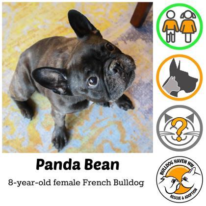 Enlarge PANDA BEAN, a ADOPTABLE French Bulldog in Bonney Lake, WA image 1/3