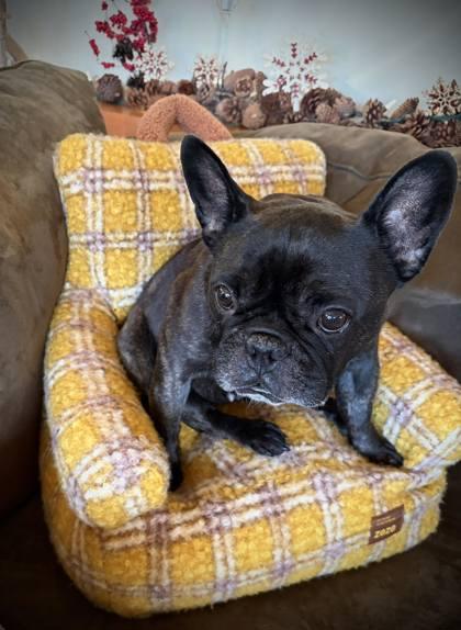 Enlarge PANDA BEAN, a ADOPTABLE French Bulldog in Bonney Lake, WA image 2/3
