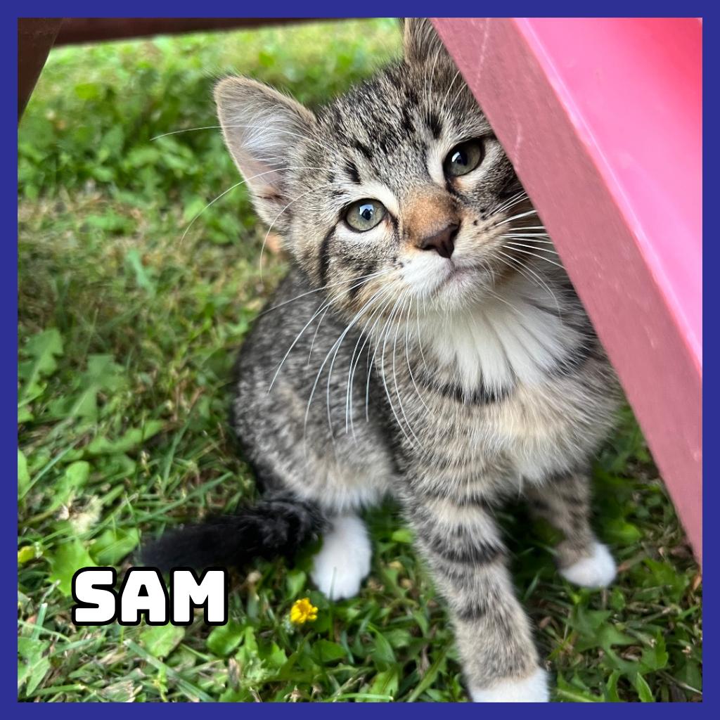 Sam, Adoptable, Kitten Female Domestic Short Hair.