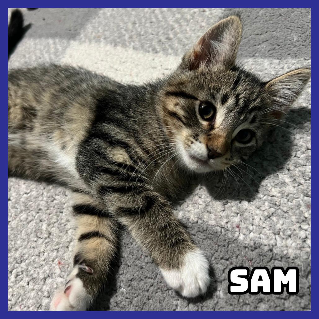 Enlarge Sam, a Adoptable Domestic Short Hair in Glenwood, MN image 2/3