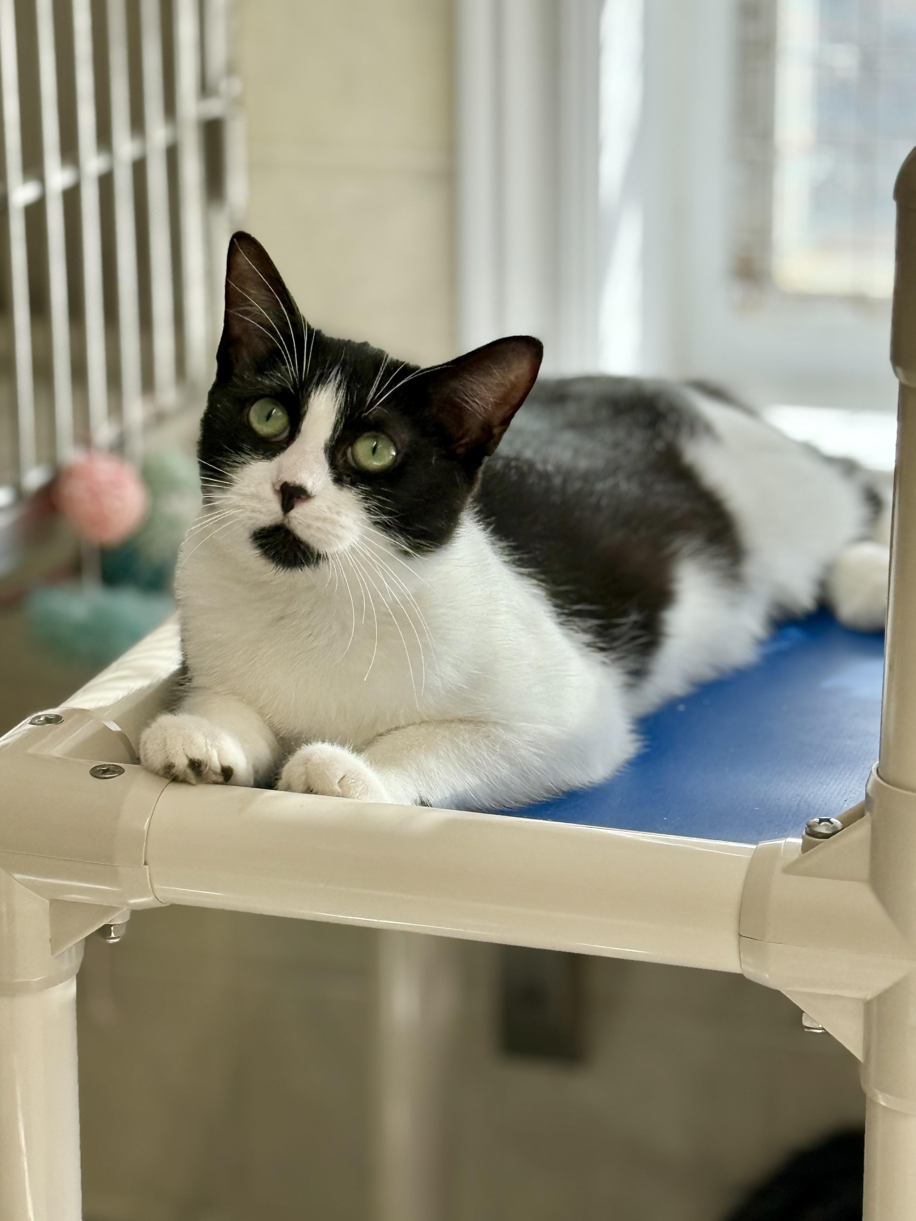 Enlarge TT, a Adoptable mixed breed in Ilderton, ON image 1/2