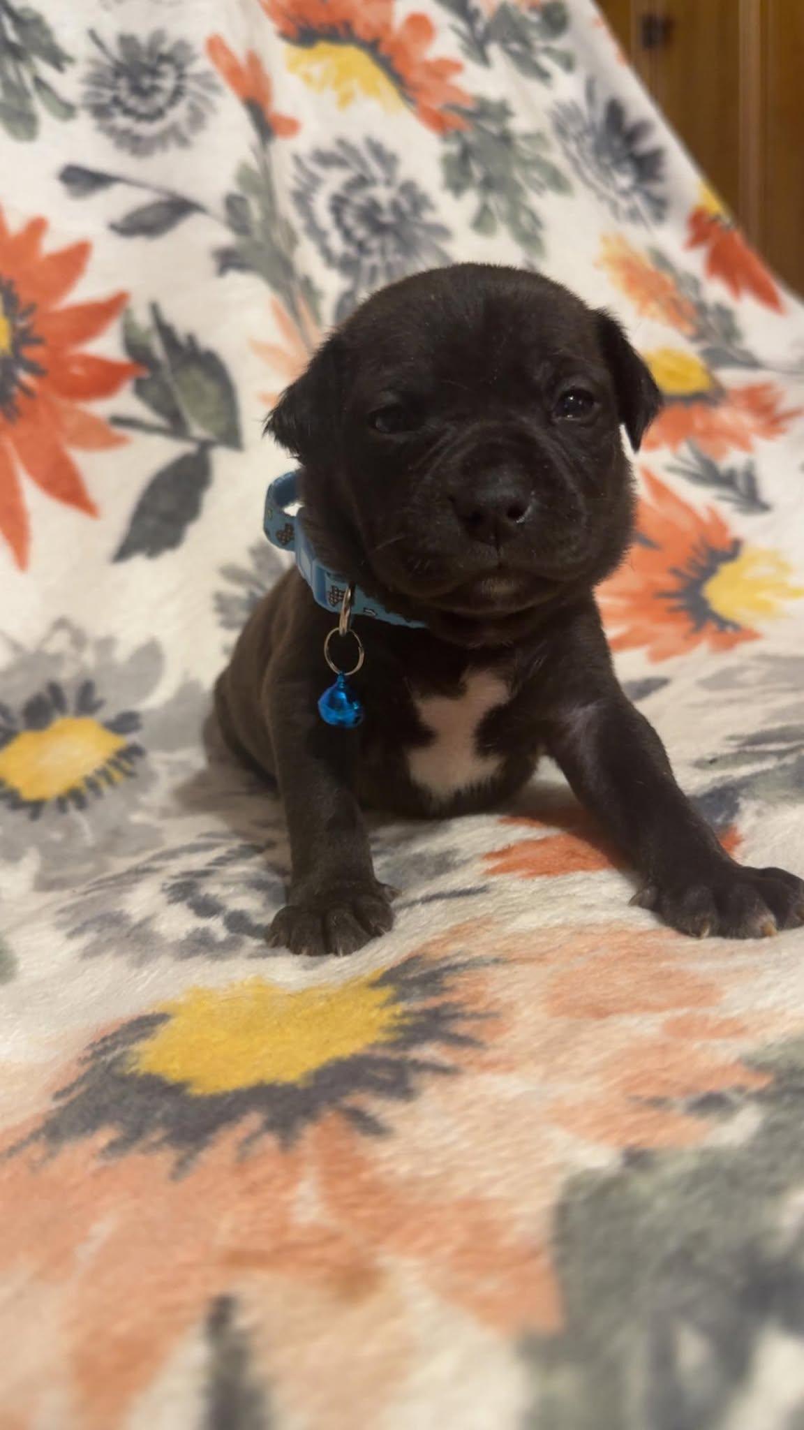 Max-Stella's Litter — thumbnail 2