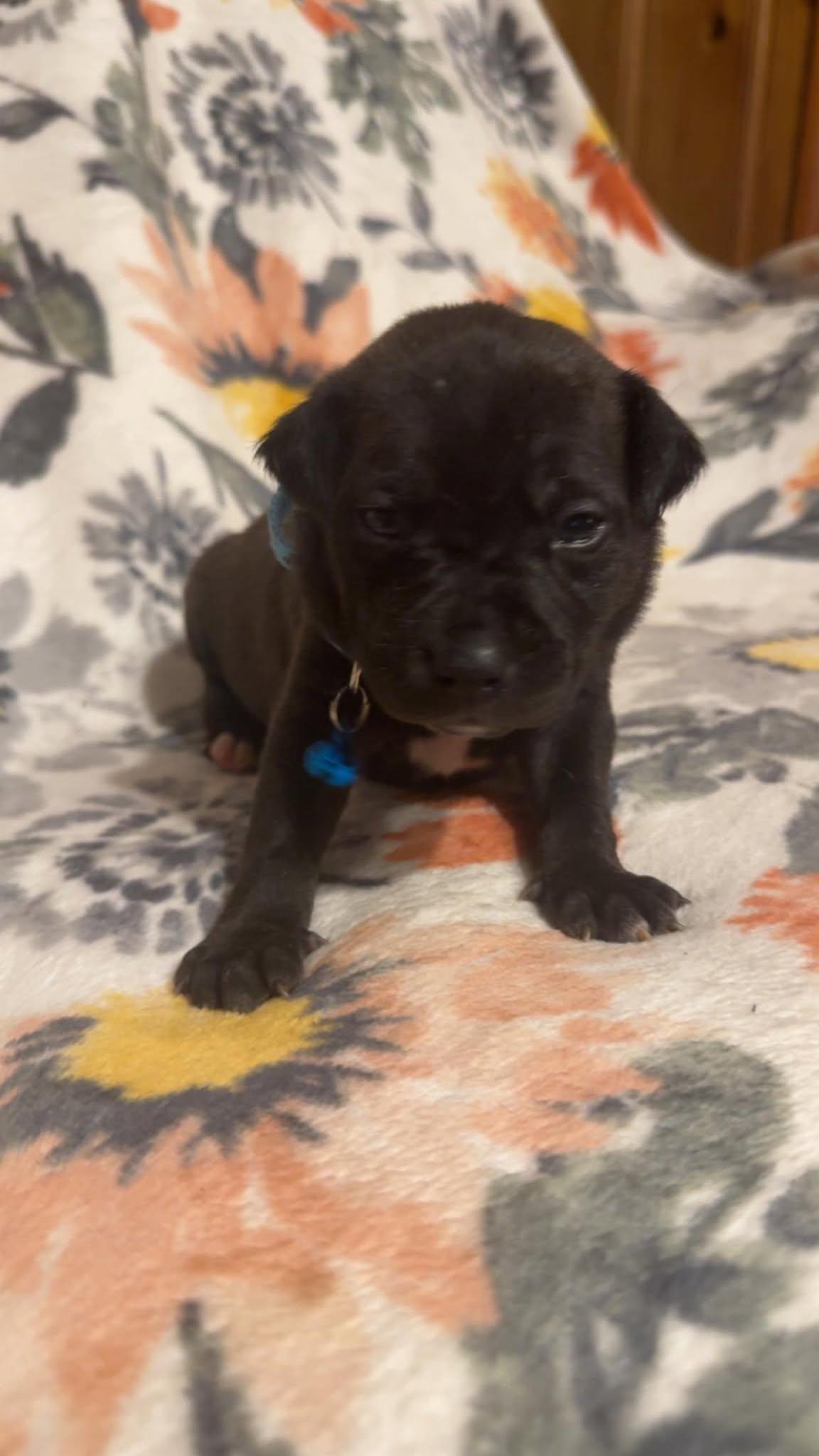 Max-Stella's Litter — thumbnail 3