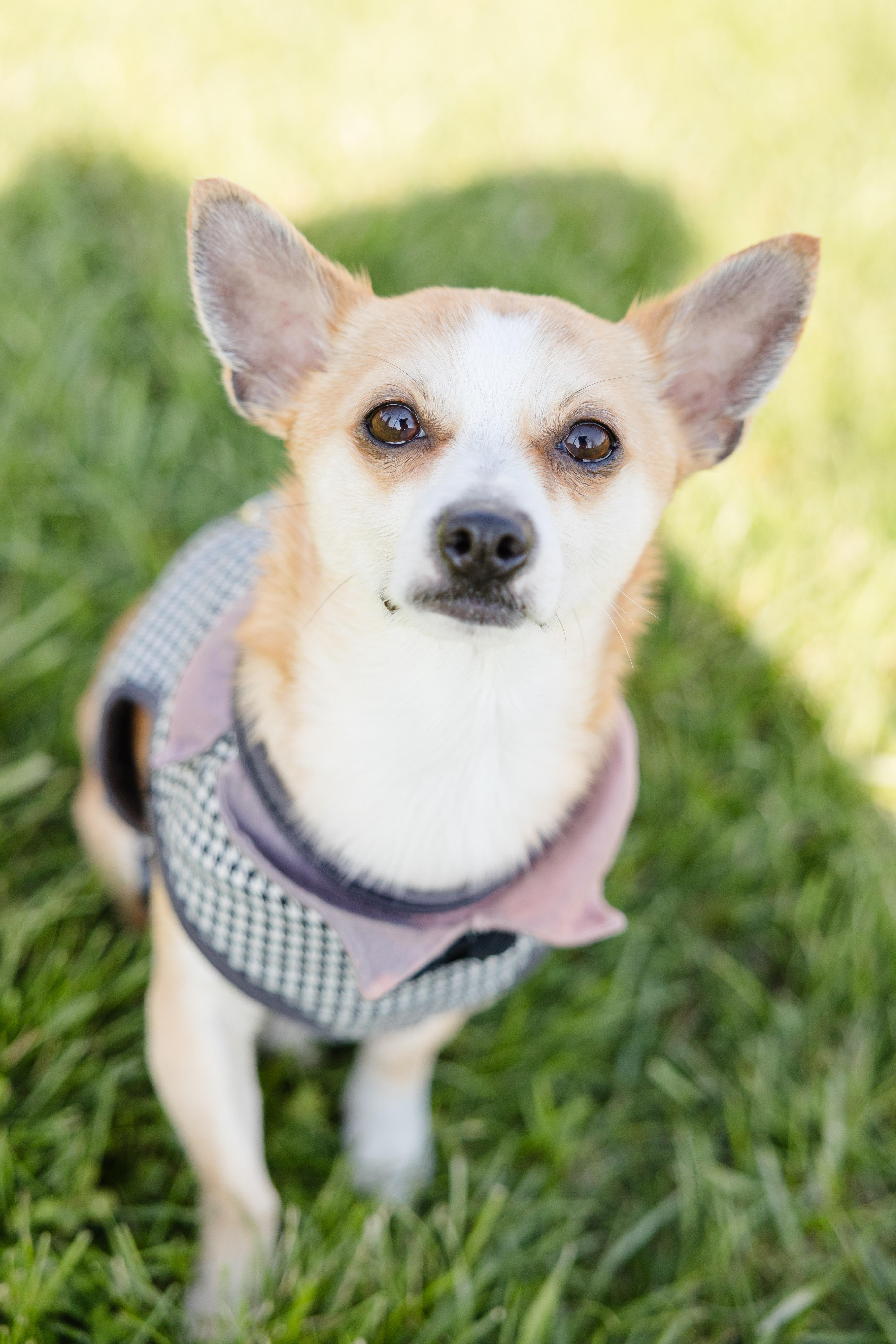 PB, adopted, Adult Male Chihuahua.
