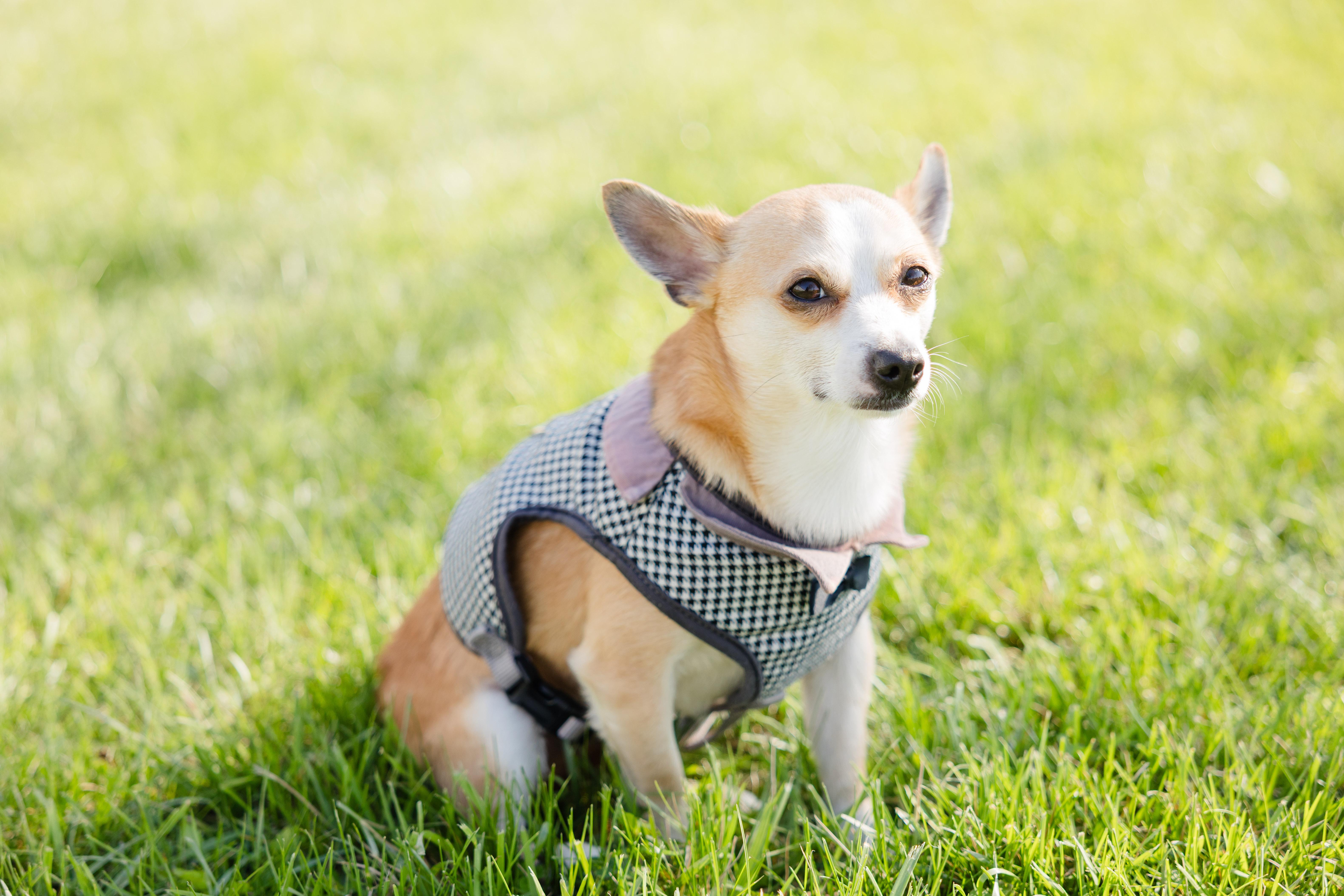 Enlarge PB, a ADOPTABLE mixed breed in Newburgh, IN image 4/4