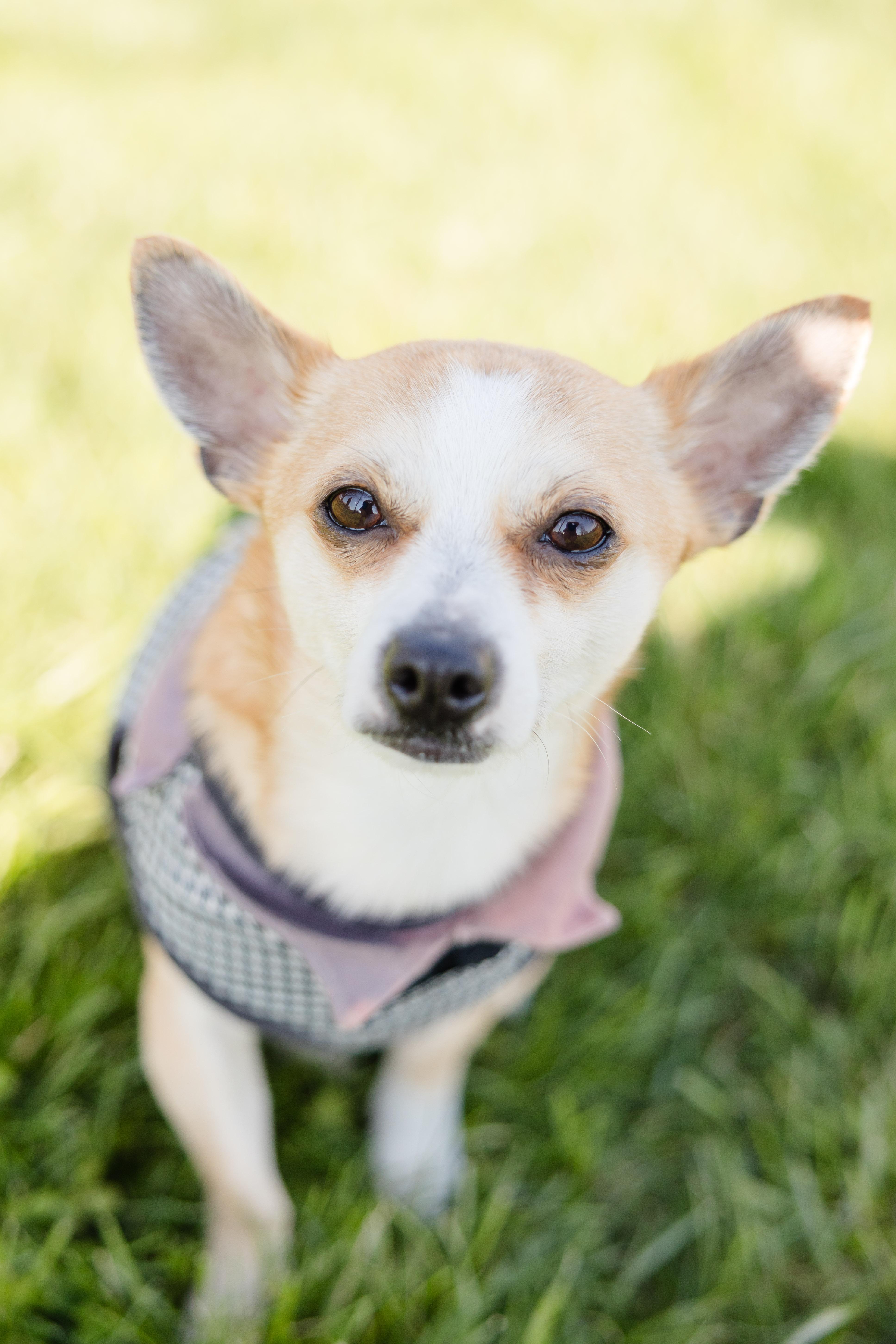 Enlarge PB, a ADOPTABLE mixed breed in Newburgh, IN image 3/4