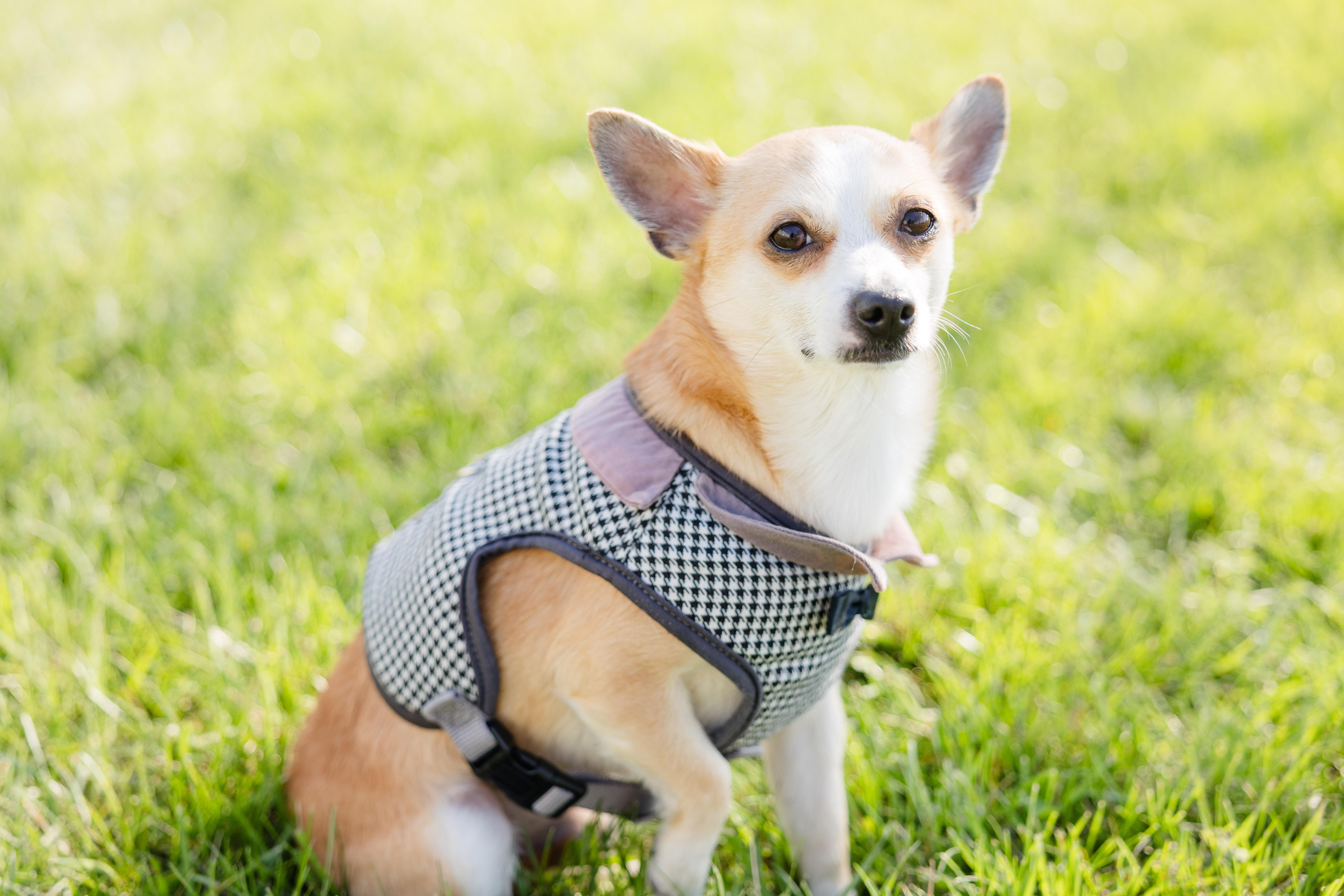 Enlarge PB, a ADOPTABLE mixed breed in Newburgh, IN image 2/4