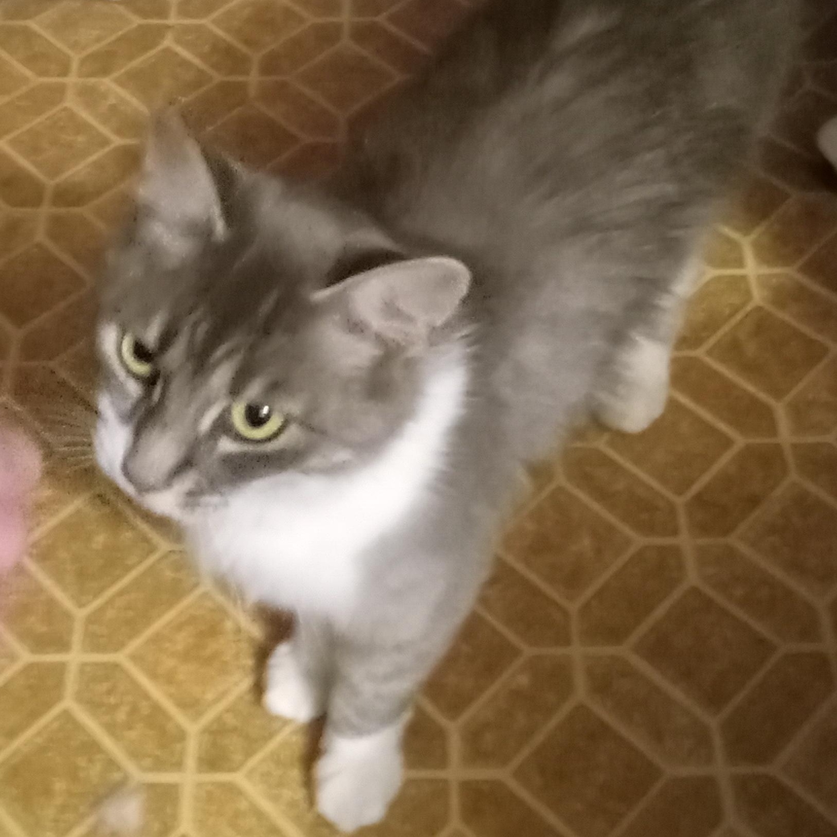 Enlarge Lucky, a Adoptable Domestic Medium Hair in Newport, OR image 1/1