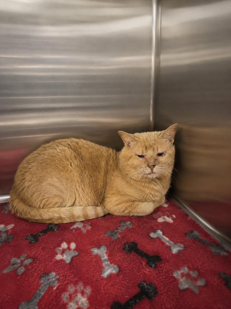 Velveeta Cheese, Adoptable, Young Male Domestic Short Hair.