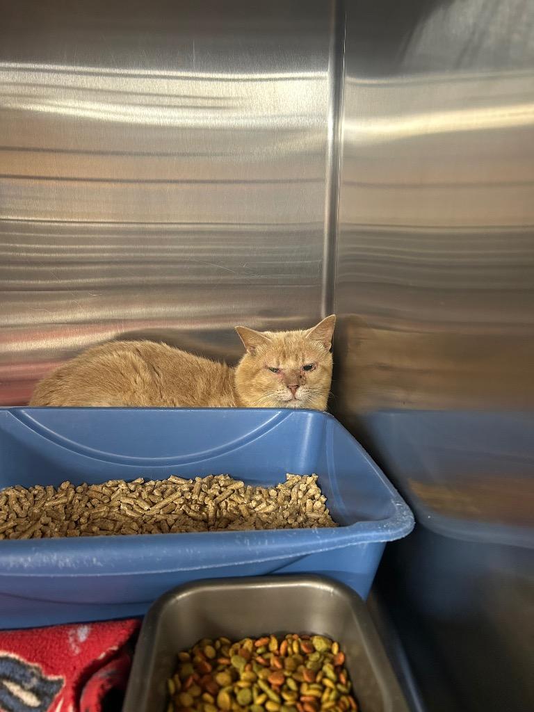 Enlarge Velveeta Cheese, a Adoptable mixed breed in Gautier, MS image 2/2