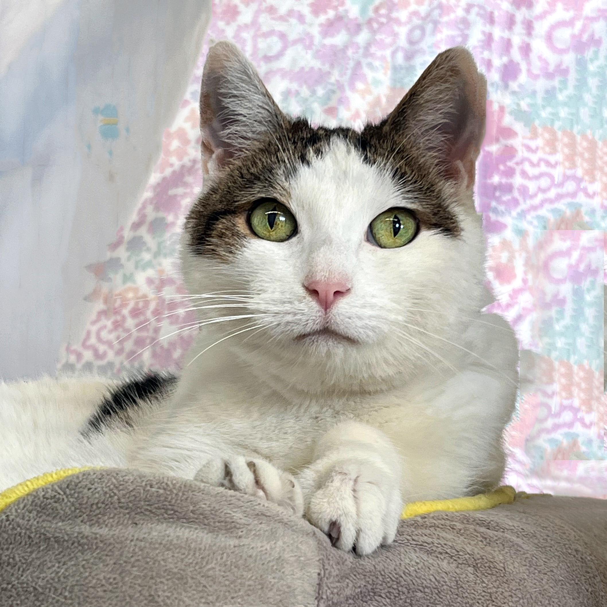 Poundcake, ADOPTABLE, Senior Female Domestic Short Hair.