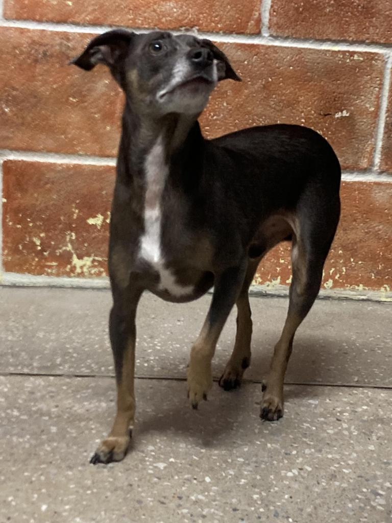 Ace, Adoptable, Adult Male Miniature Pinscher & Jack Russell Terrier.
