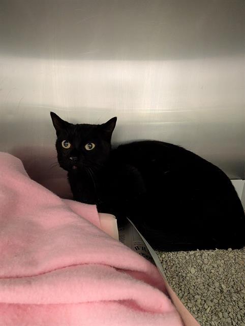 CLAIRE, Adoptable, Young Female Domestic Short Hair.